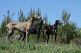 GREYHOUND 134